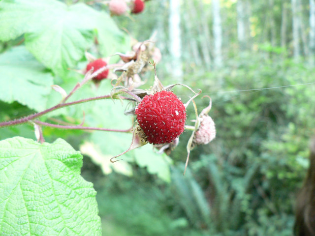 berries!