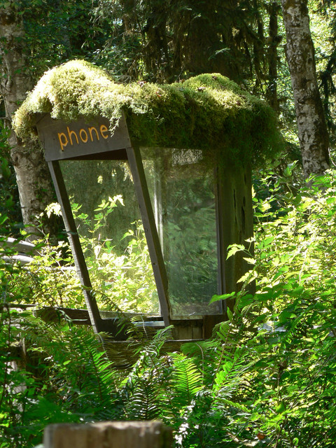 the Hoh Rainforest