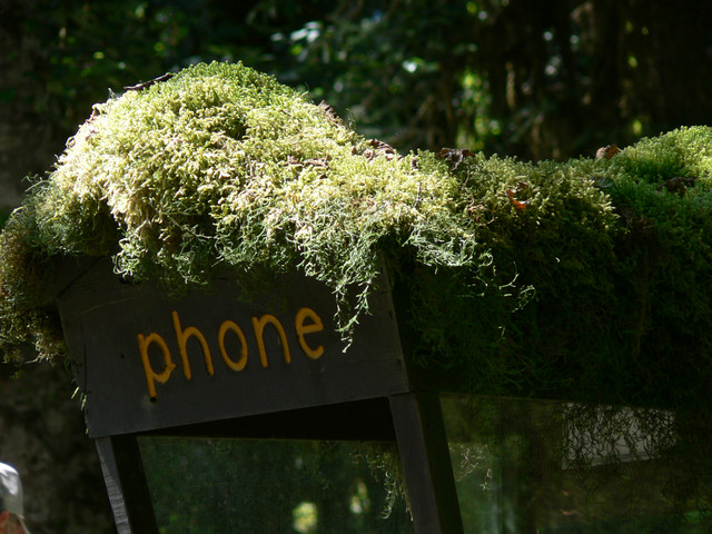 the Hoh Rainforest