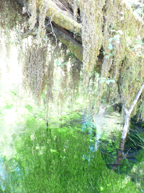 greener in the water than above - it was 84 degrees out!