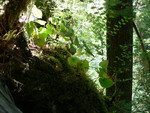 the Hoh Rainforest