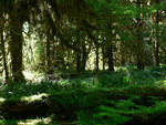 the Hoh Rainforest