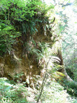 the Hoh Rainforest