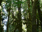 the Hoh Rainforest