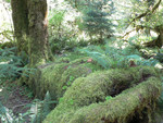 the Hoh Rainforest