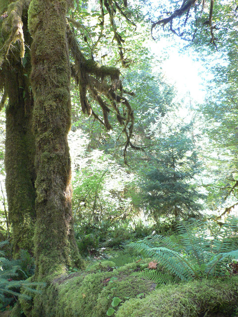 the Hoh Rainforest