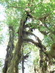 the Hoh Rainforest