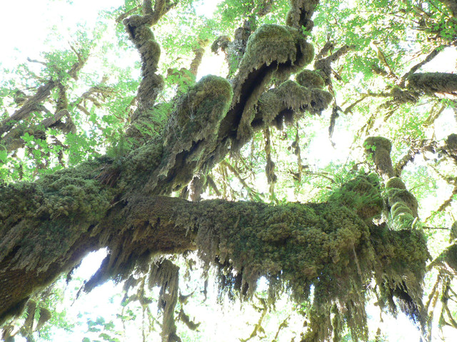 the Hoh Rainforest