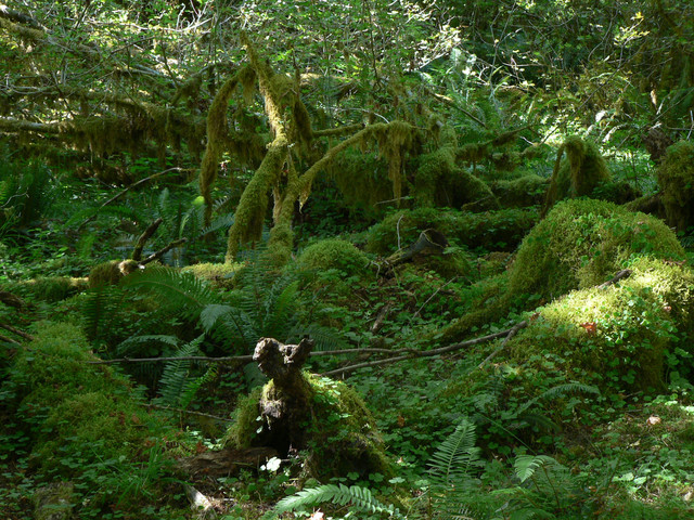 the Hoh Rainforest