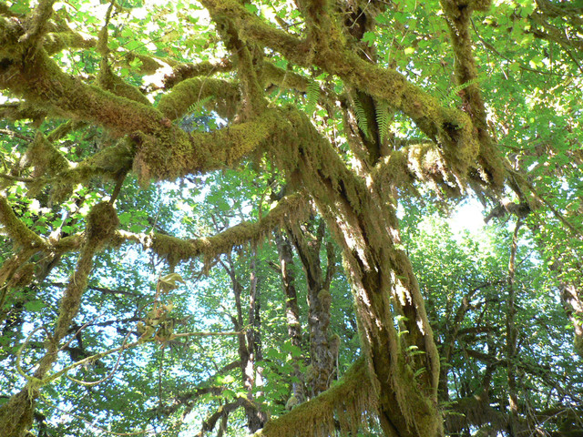 the Hoh Rainforest