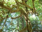 the Hoh Rainforest