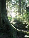 Cape Flattery