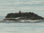 sea lions