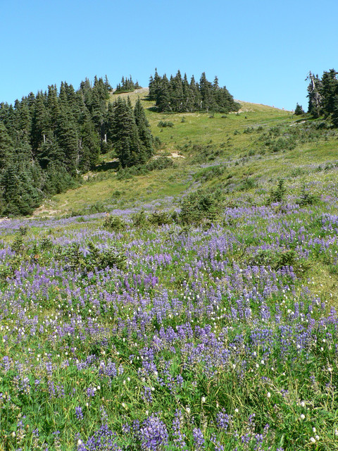 lupin at Hurricane Ridge