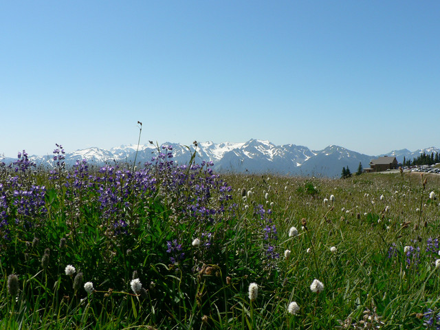 lupin at Hurricane Ridge