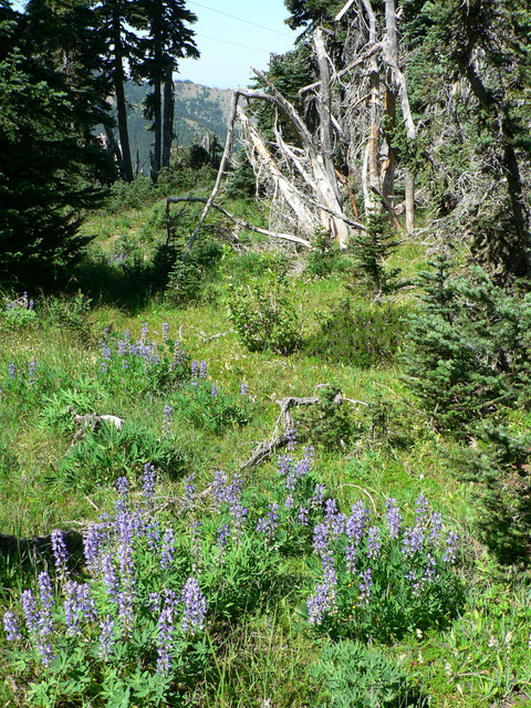 Hurricane Ridge