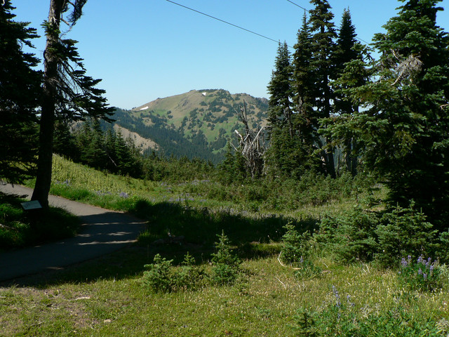 Hurricane Ridge