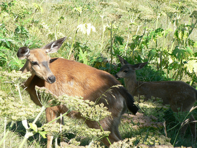 Mornin' Prince Bambi!