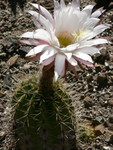 Spring at The Ruth Bancroft Gardens