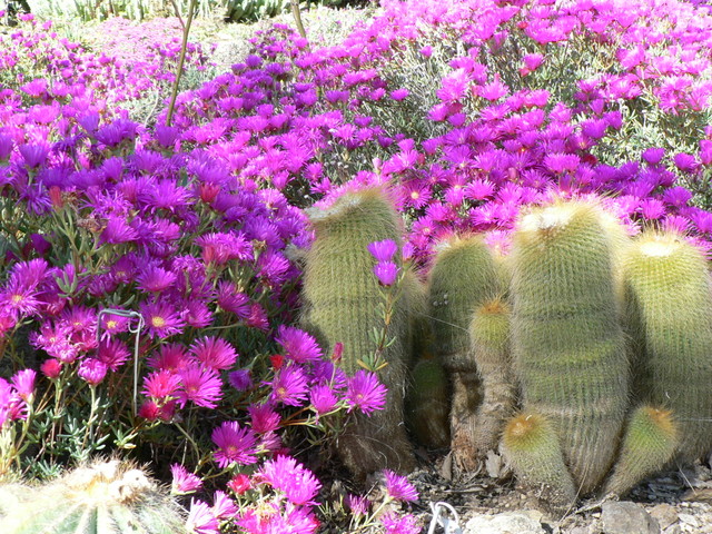 Spring at The Ruth Bancroft Gardens