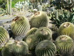 Spring at The Ruth Bancroft Gardens