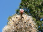 Spring at The Ruth Bancroft Gardens