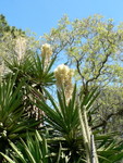 Spring at The Ruth Bancroft Gardens