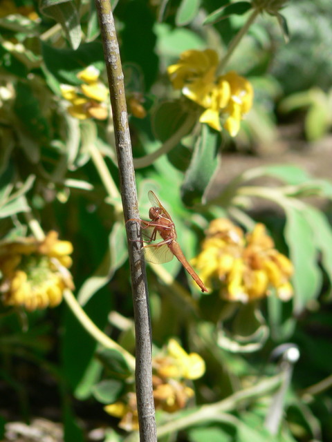 (dragonfly) at The Ruth Bancroft Gardens