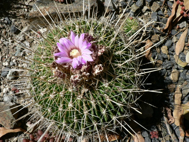 Spring at The Ruth Bancroft Gardens