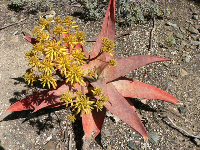 Spring at The Ruth Bancroft Gardens