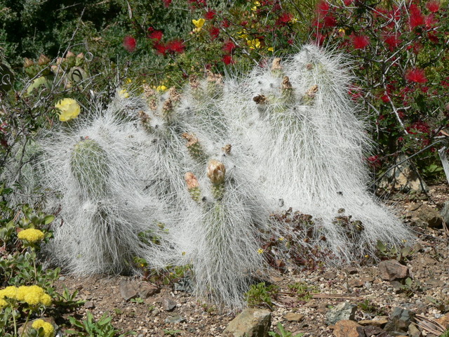 Spring at The Ruth Bancroft Gardens