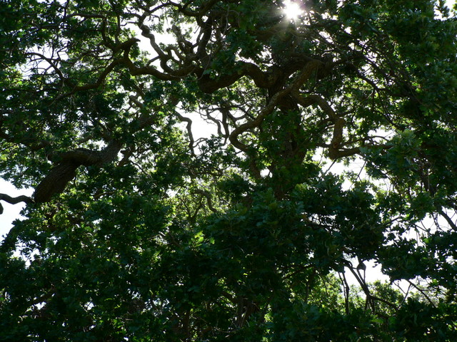 an Old Oak Tree at The Ruth Bancroft Gardens