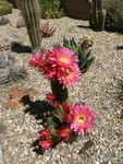 Spring at The Ruth Bancroft Gardens