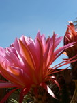 Spring at The Ruth Bancroft Gardens