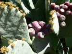 Spring at The Ruth Bancroft Gardens