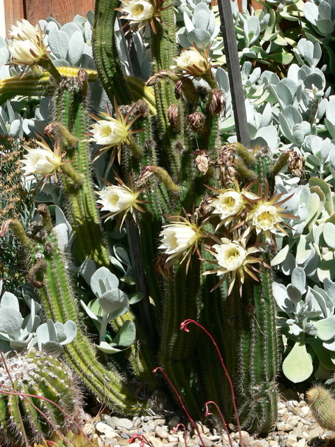 Spring at The Ruth Bancroft Gardens