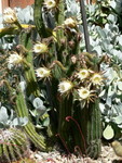 Spring at The Ruth Bancroft Gardens