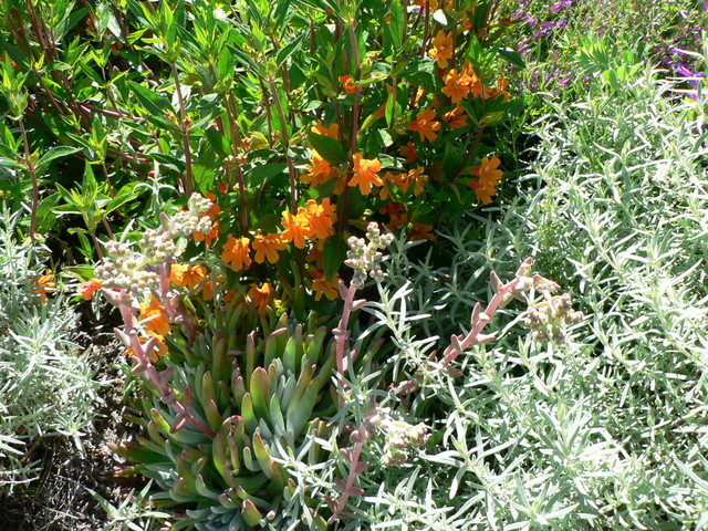 Spring at The Ruth Bancroft Gardens