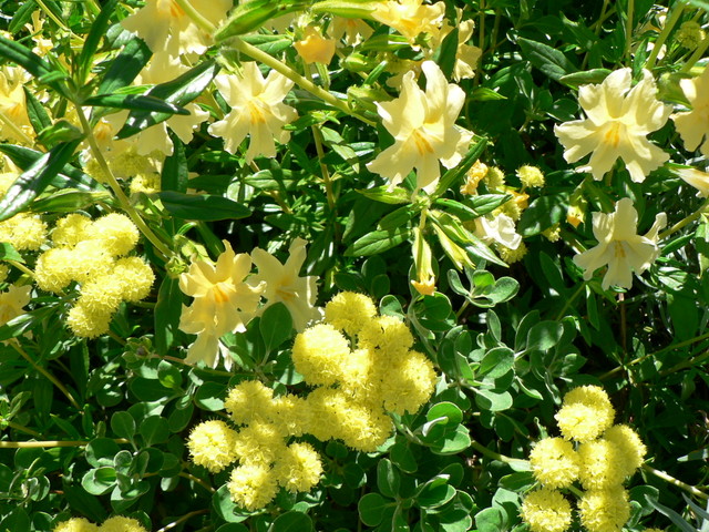 Spring at The Ruth Bancroft Gardens