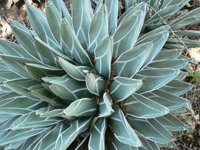 Spring at The Ruth Bancroft Gardens