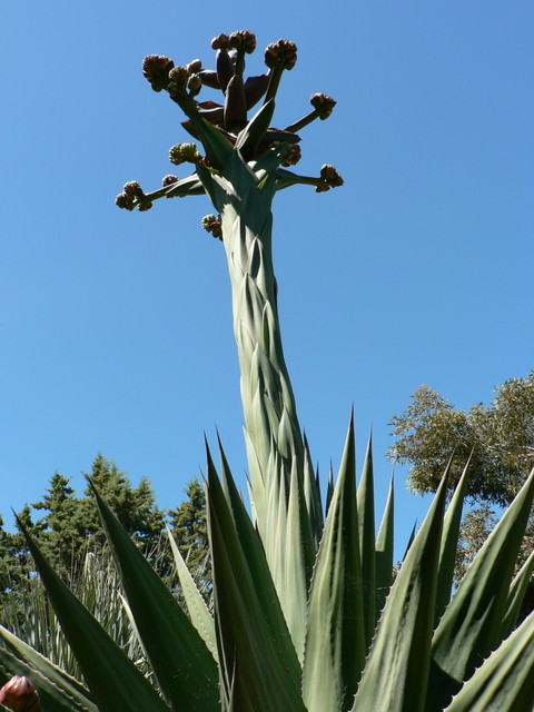 Spring at The Ruth Bancroft Gardens