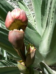 Spring at The Ruth Bancroft Gardens