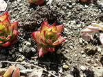 Spring at The Ruth Bancroft Gardens