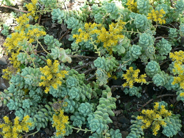 Spring at The Ruth Bancroft Gardens