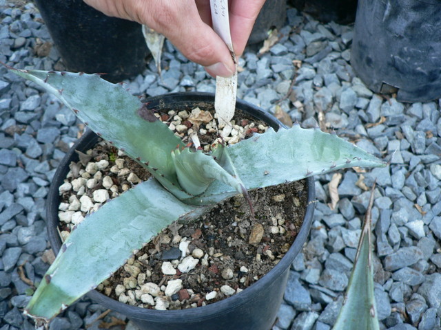 Agave Sobria at The Ruth Bancroft Gardens