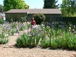 Jim at Cadd's Beehive Iris Garden