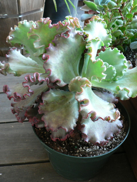 Echeveria Gibbiflora