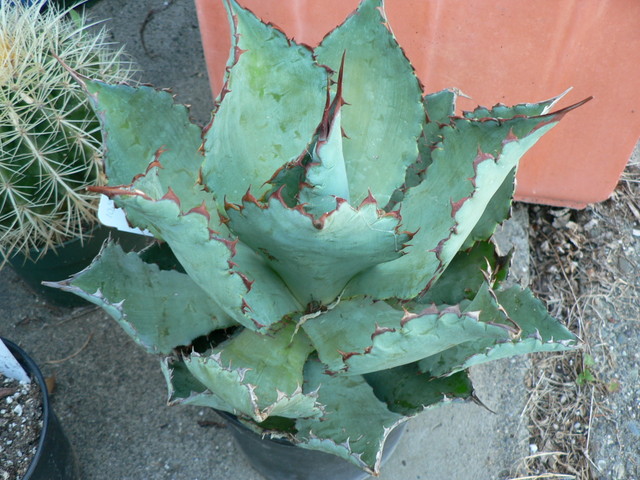 Agave Cupreata