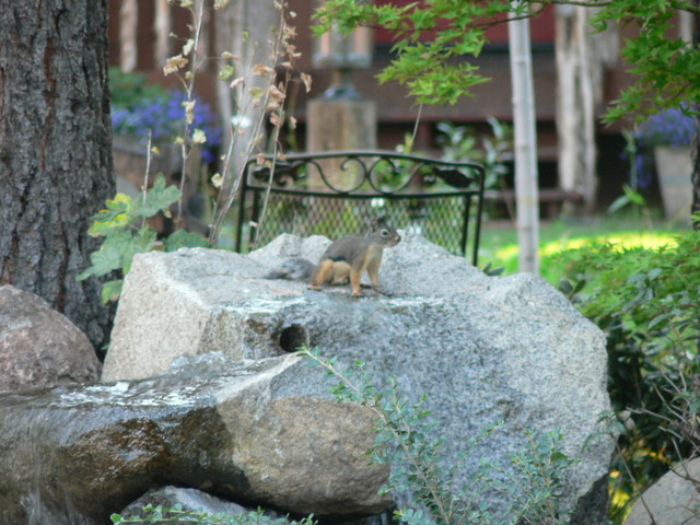 chipmunk!