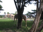 Mystery Giraffes